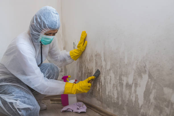 Trusted Lake Ketchum, WA Mold Remediation Experts